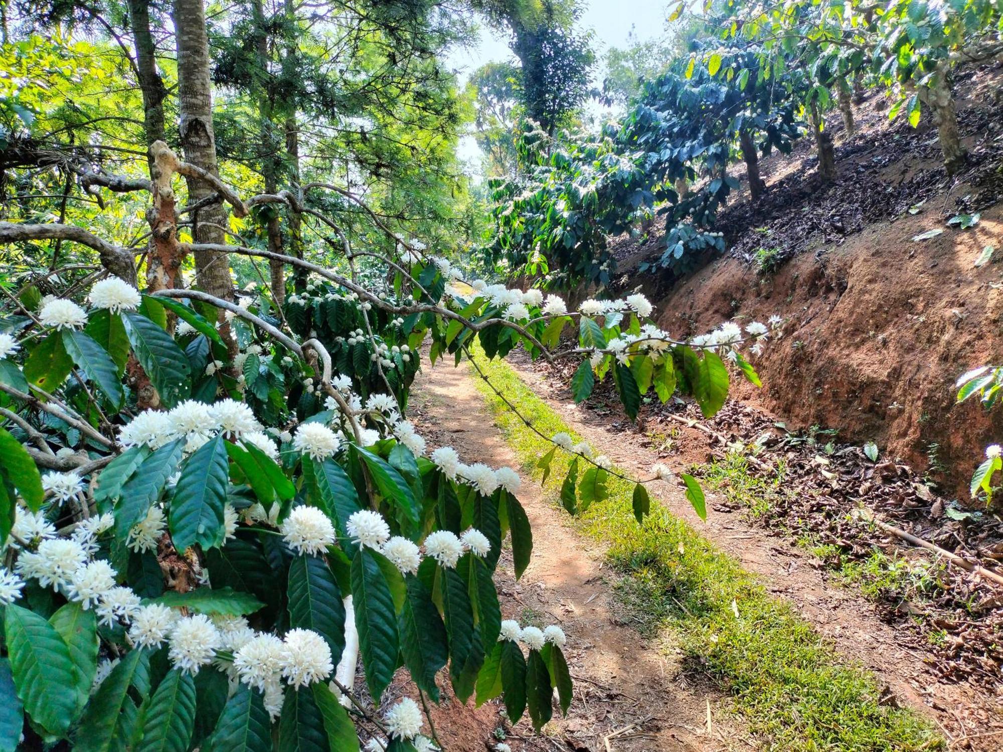 Vila Sambrama Wood House Madikeri Exteriér fotografie